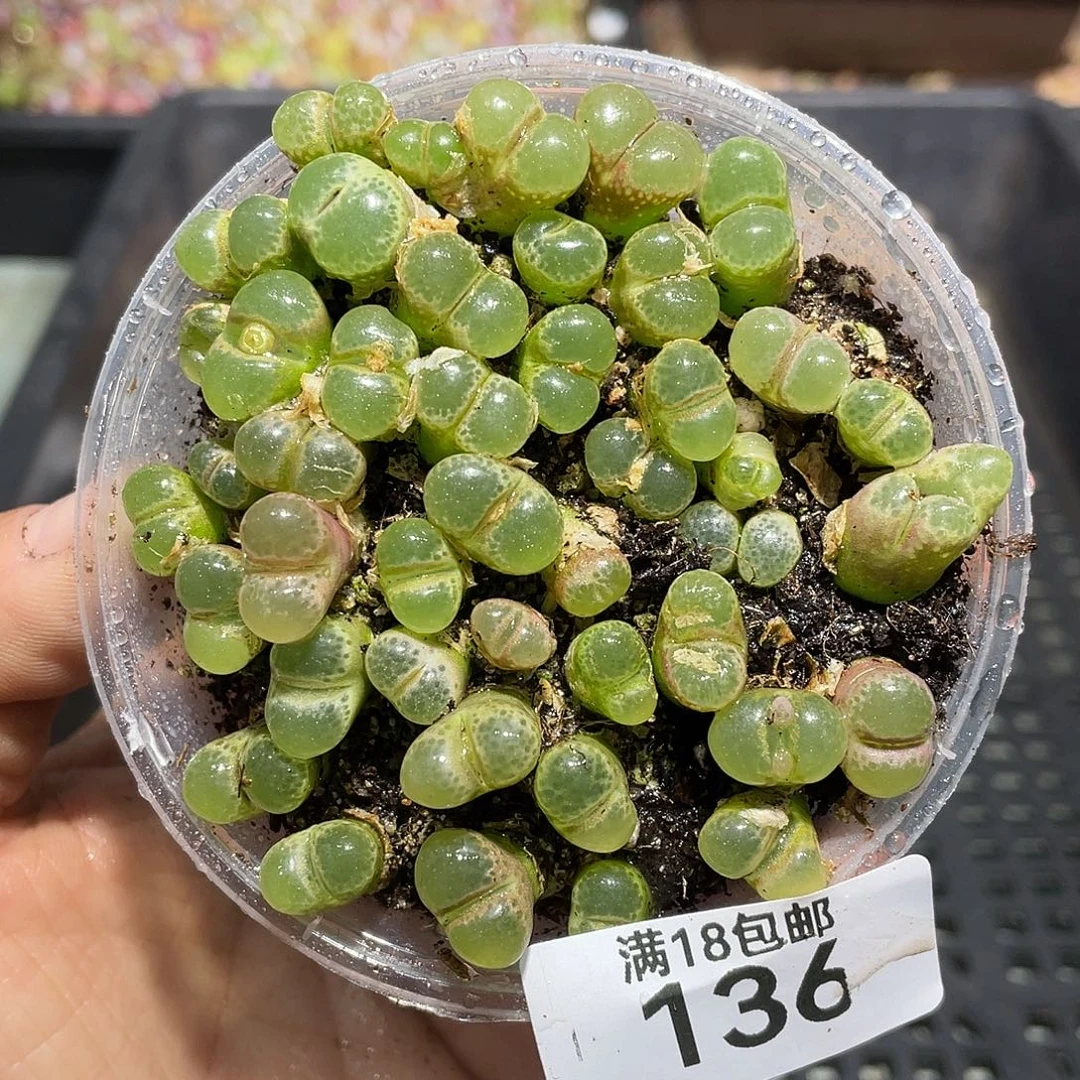 136当天凑满十八元包邮生石花