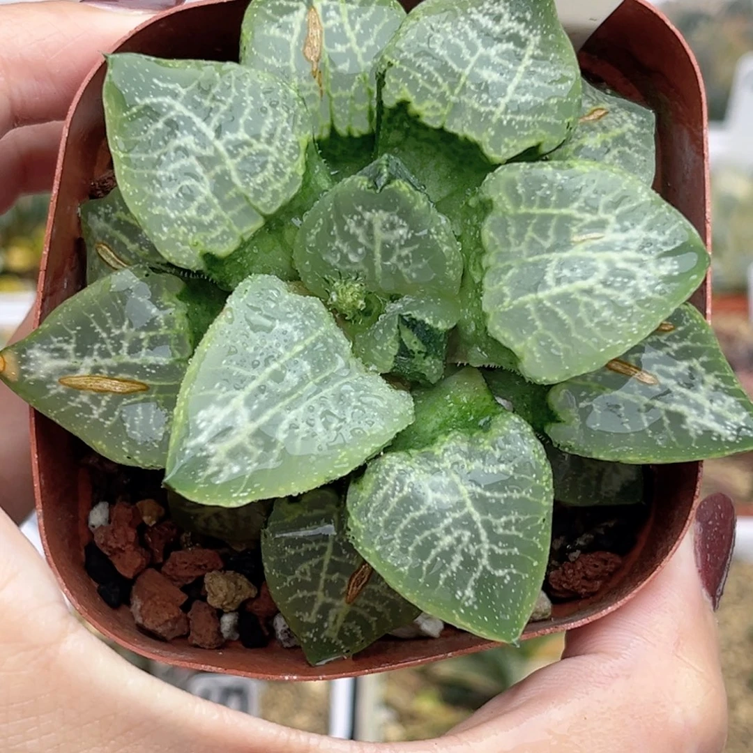 97乱舞康平福利专场