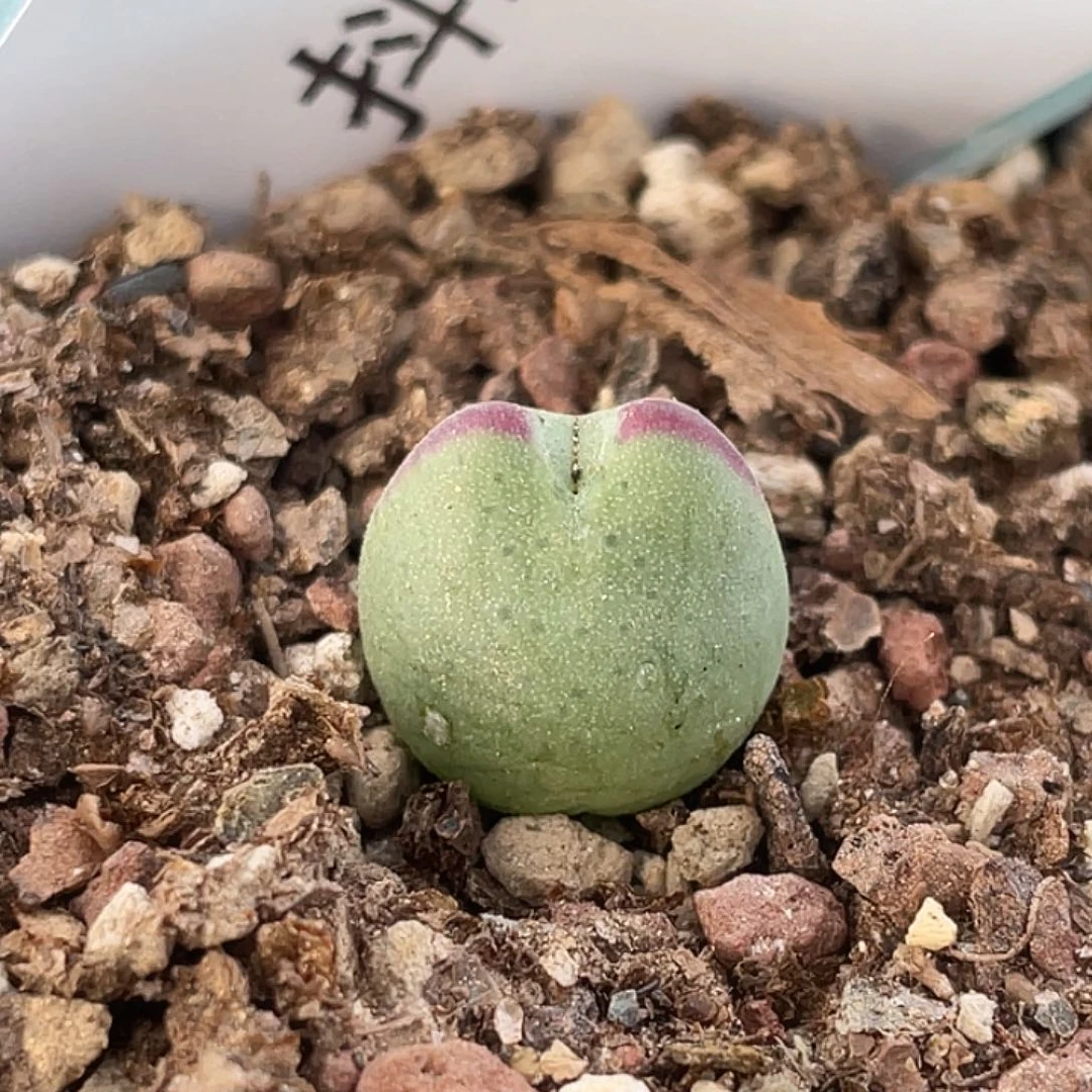 2-5肉锥ssg 比卡丘