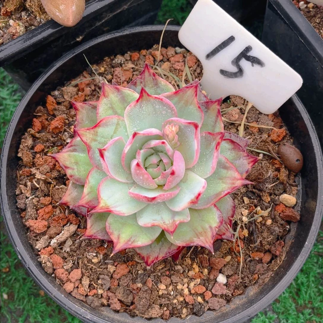 平**水15dghhnjnbnnn