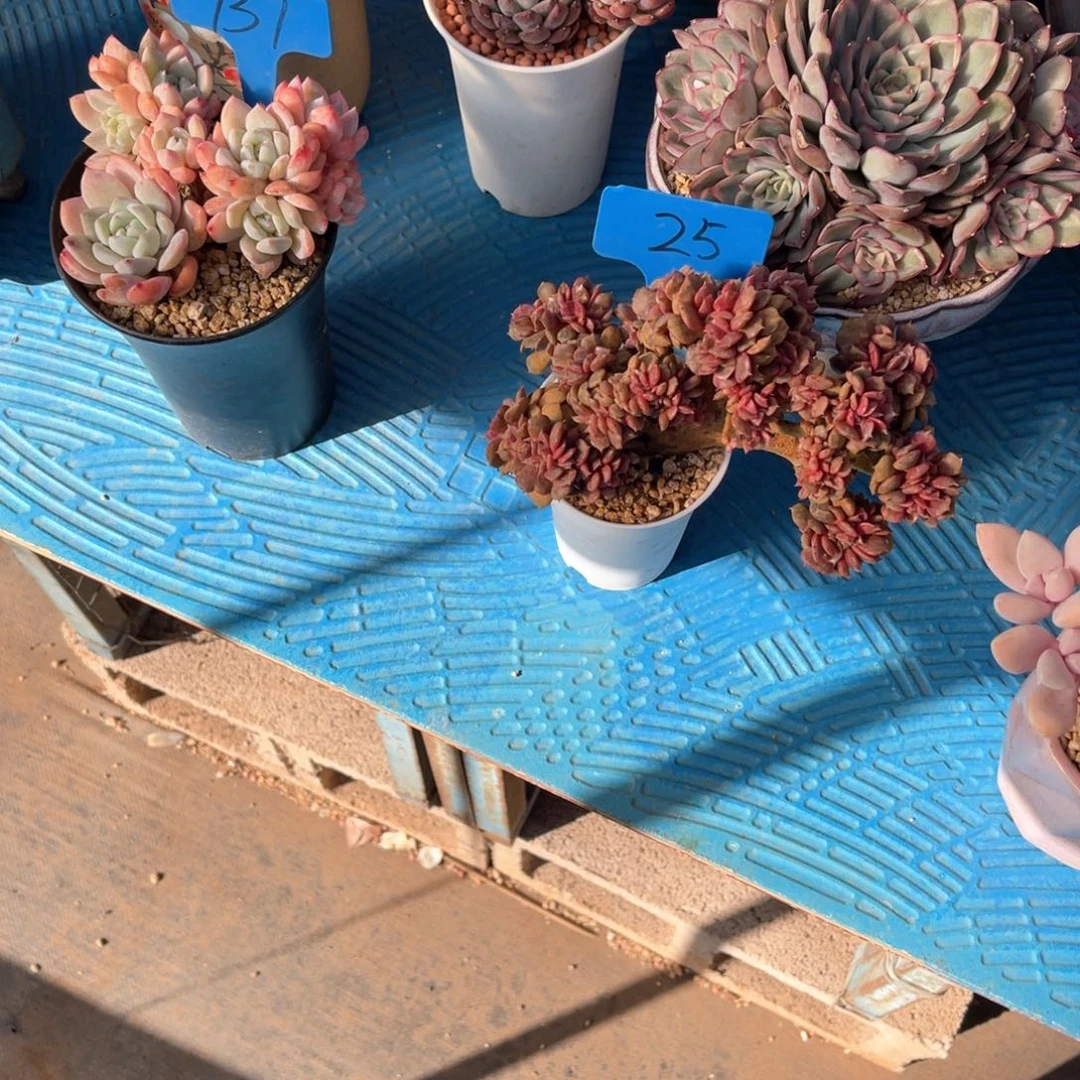 打*死0025大红袍缀化多肉