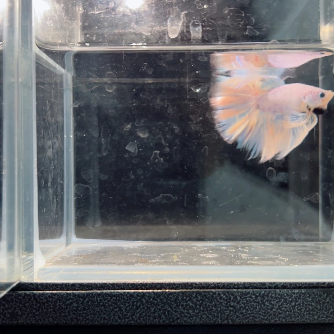 斗鱼浅色仙仙裙特殊尾