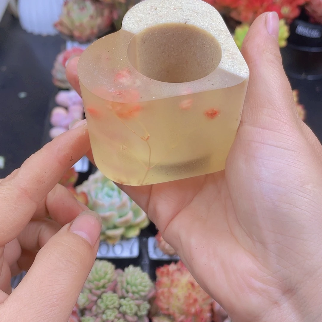 多肉无土栽培多肉植物