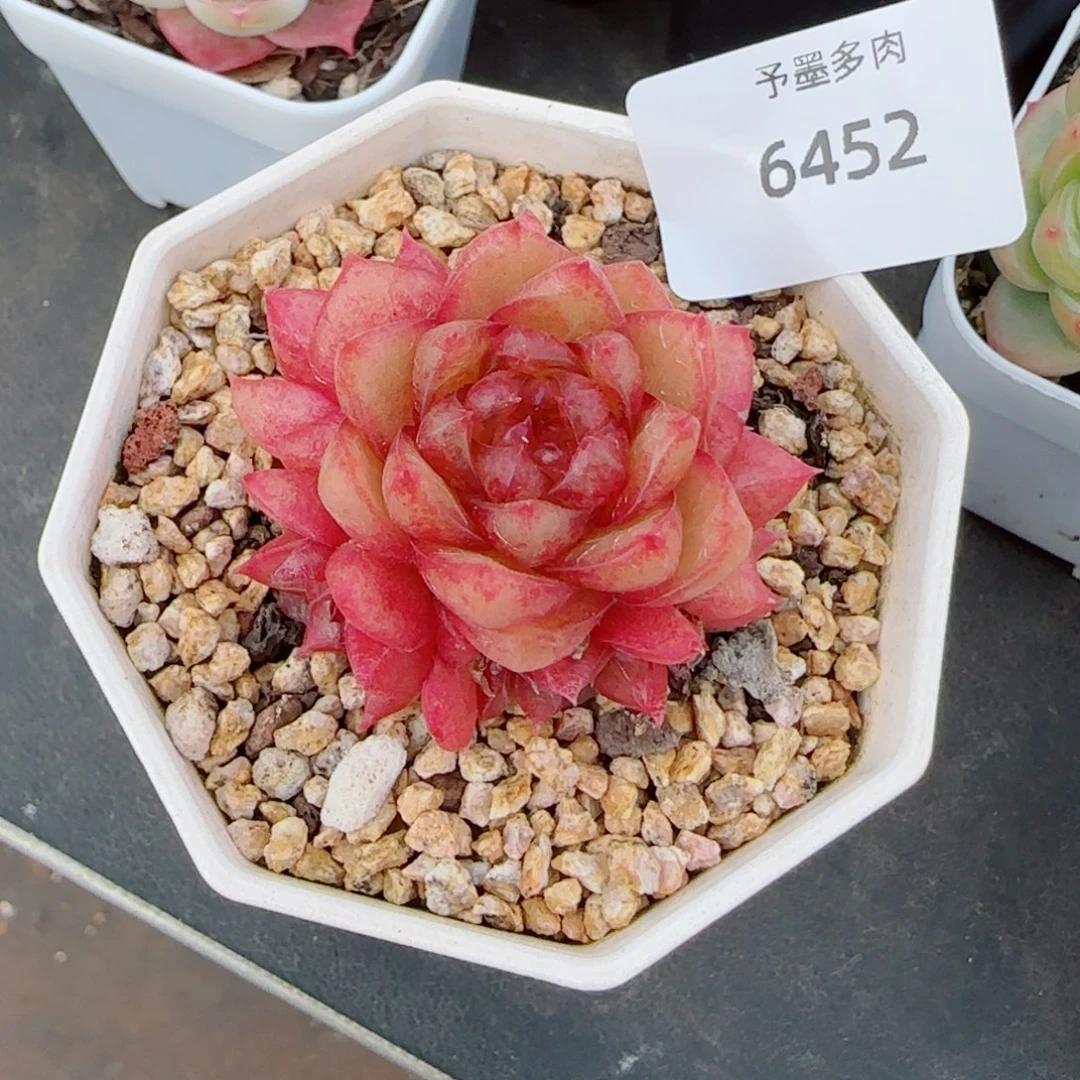 樱桃珍妮手捧，6452多肉植物