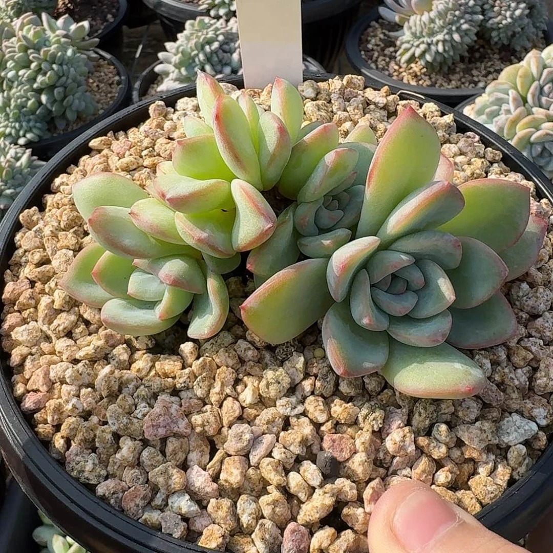 朵朵七头泡芙4930