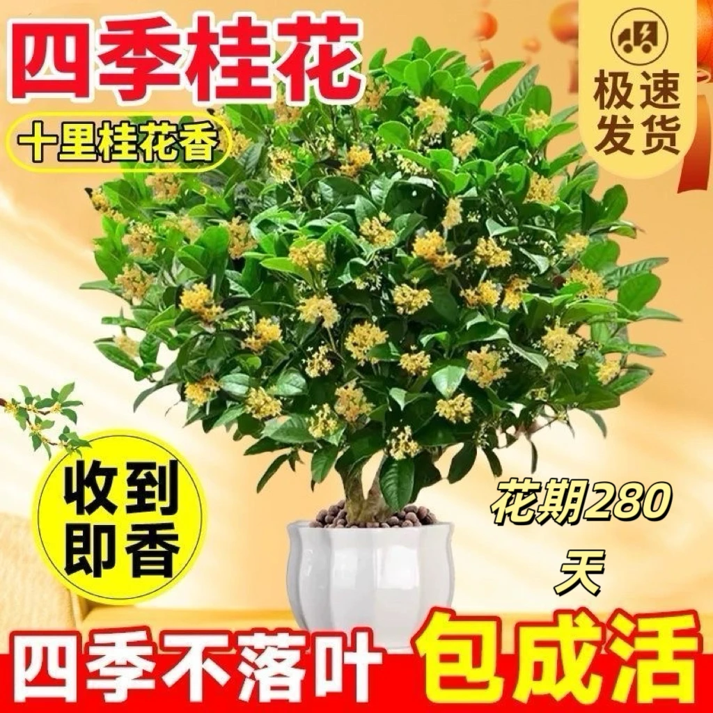 四季盆栽桂花树月月桂黄金桂精品浓香型开花极香超长花期四季长青