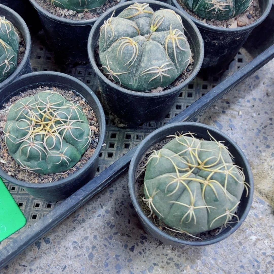 下1海王根软5公分左右脱土发货20包邮