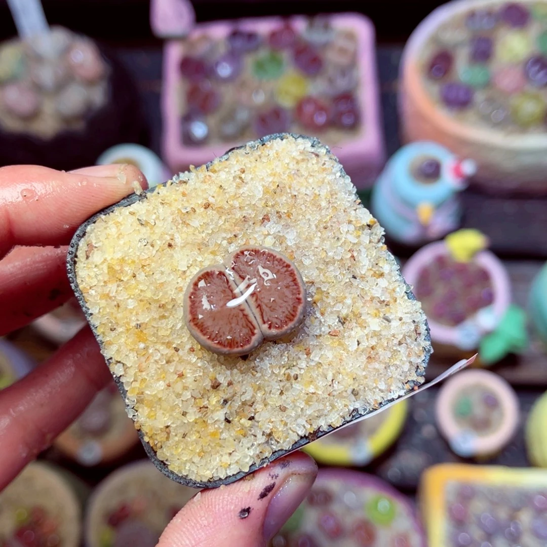 189生石花带盆发1