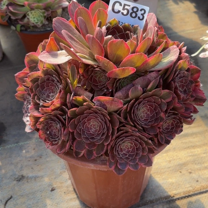 瑞妈多肉植物583