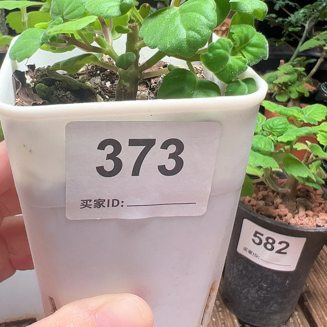 疯***孃爱氏延命草带盆包邮