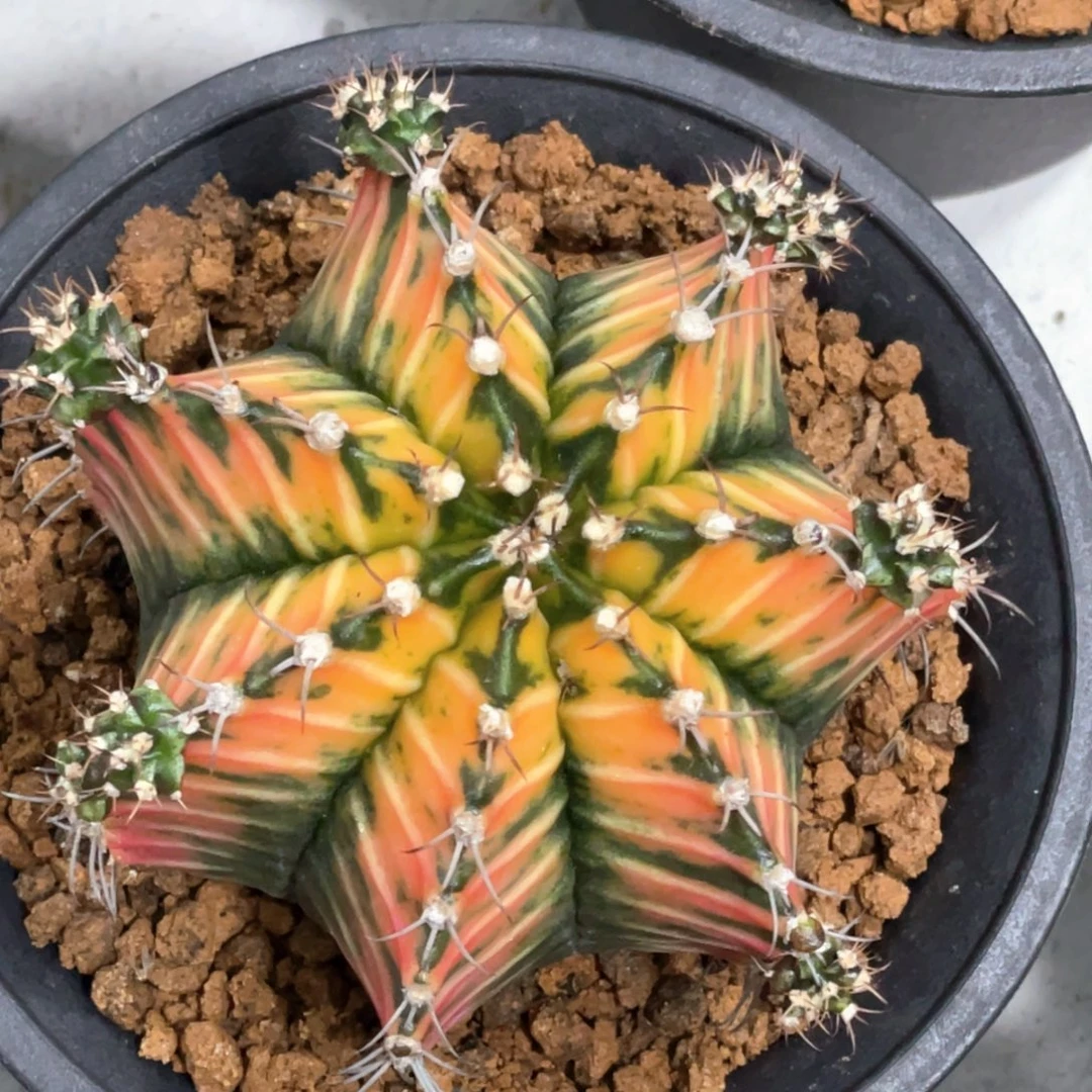 当前无花朵，栽培后可花朵橘黄规律棱背V锦