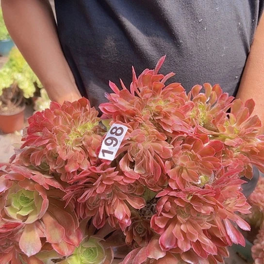 用***6多肉植物一个法师