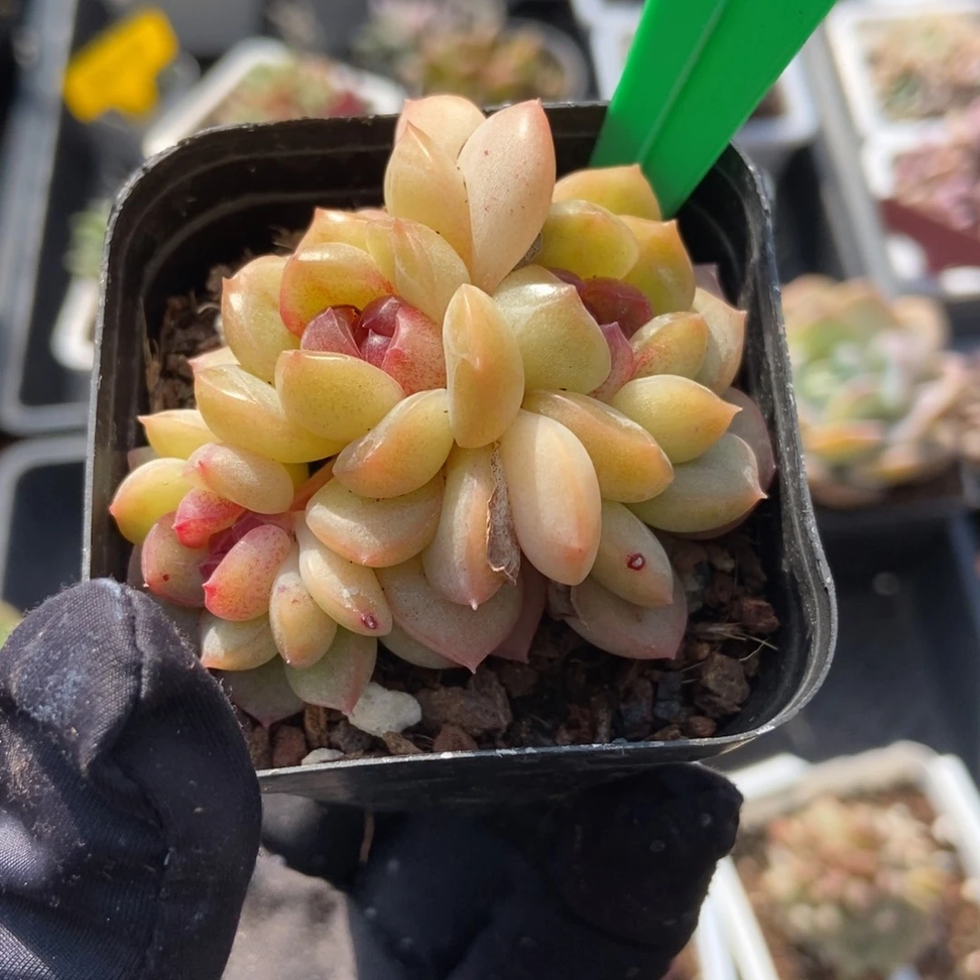 660琴心多肉植物保护