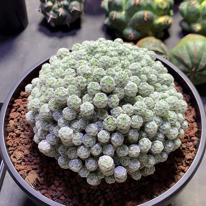 西***虎547自根姬春星 。