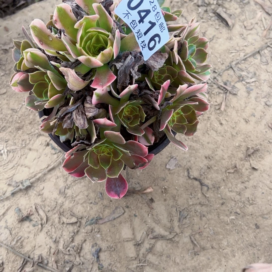 香妃多肉植物0416法师
