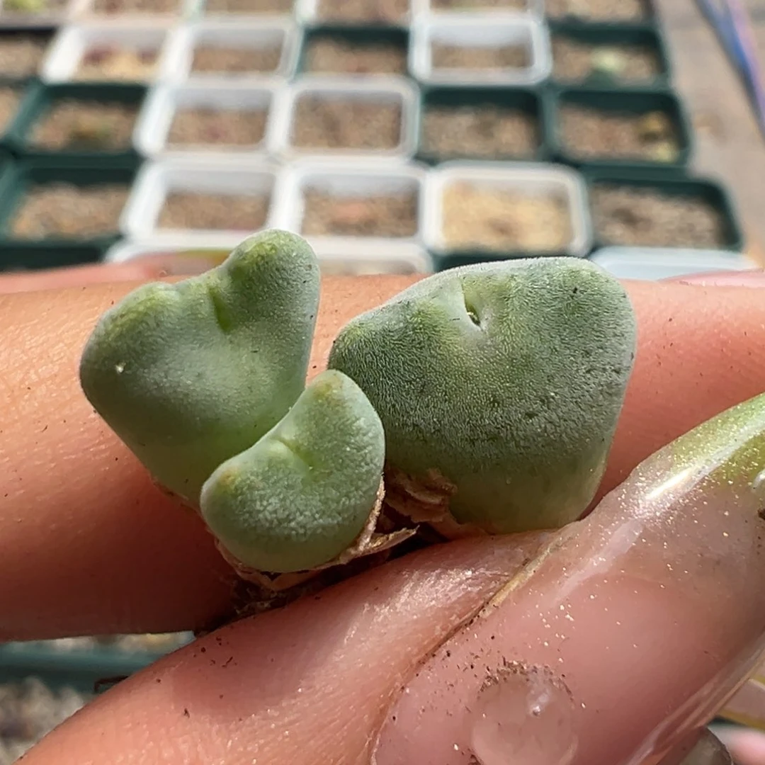 妮*塔绿豆糕杂鹿绒多肉