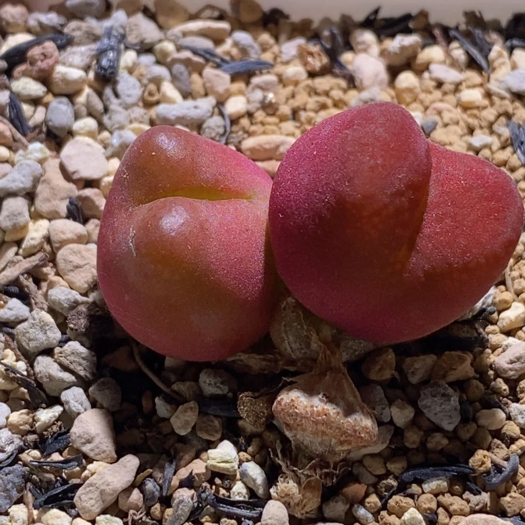 0931/1430.5水蜜桃