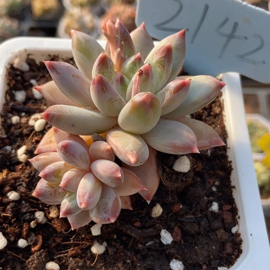 2142伊丽莎白多肉植物