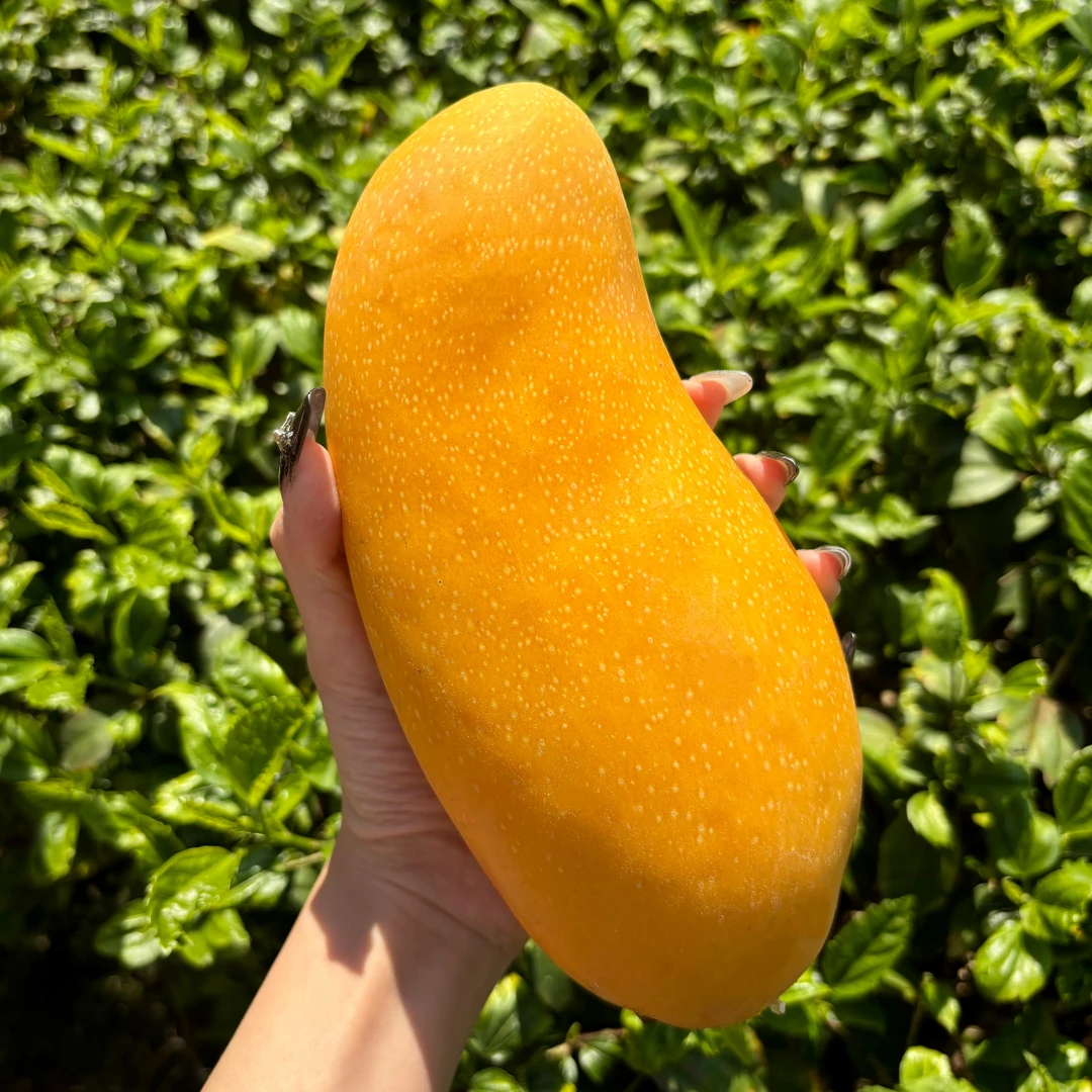 正宗海南金煌芒果当季水果奶茶水果店现摘大芒果皮薄肉厚果园直发