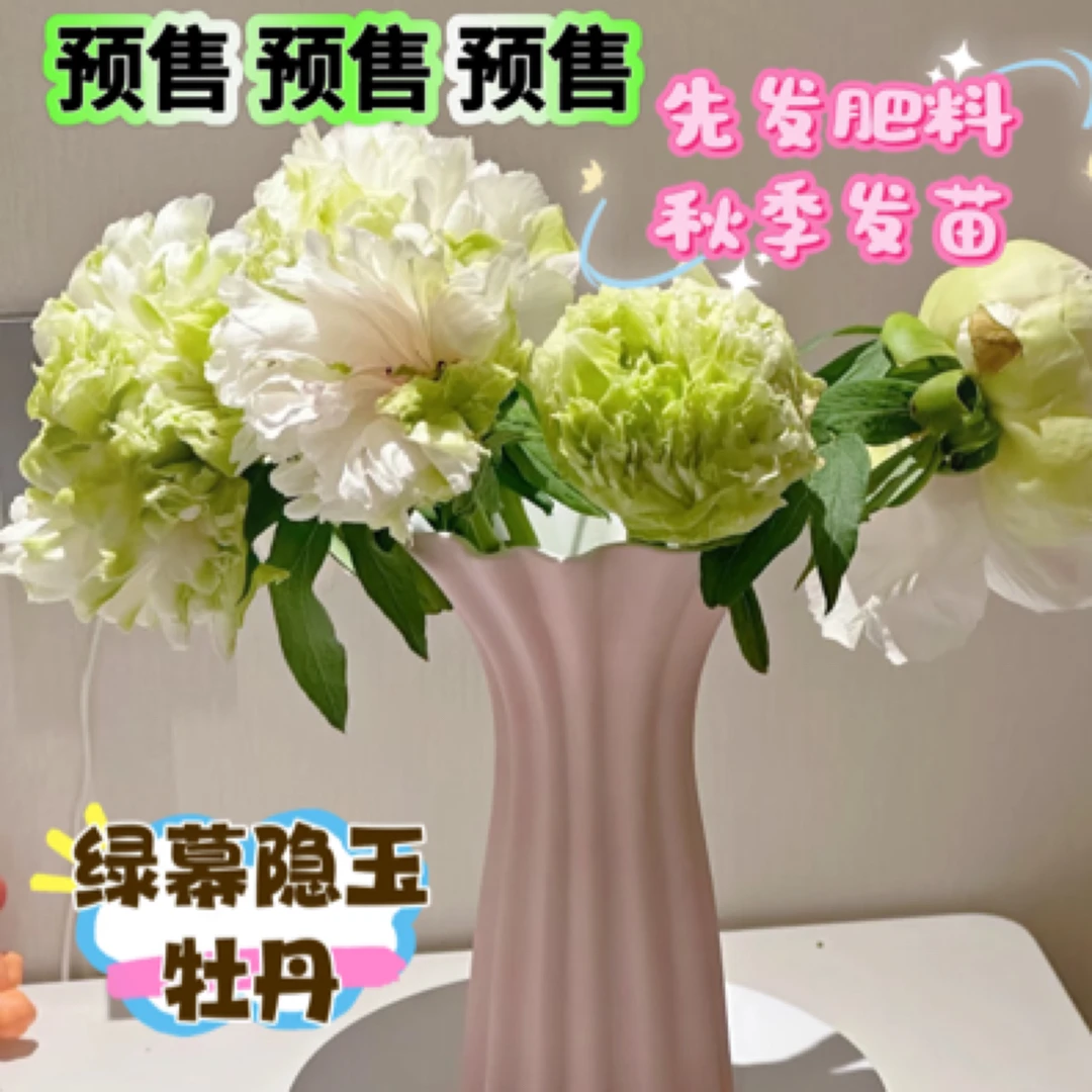 预售绿幕隐玉牡丹 先发肥料 秋季发苗 基地直发