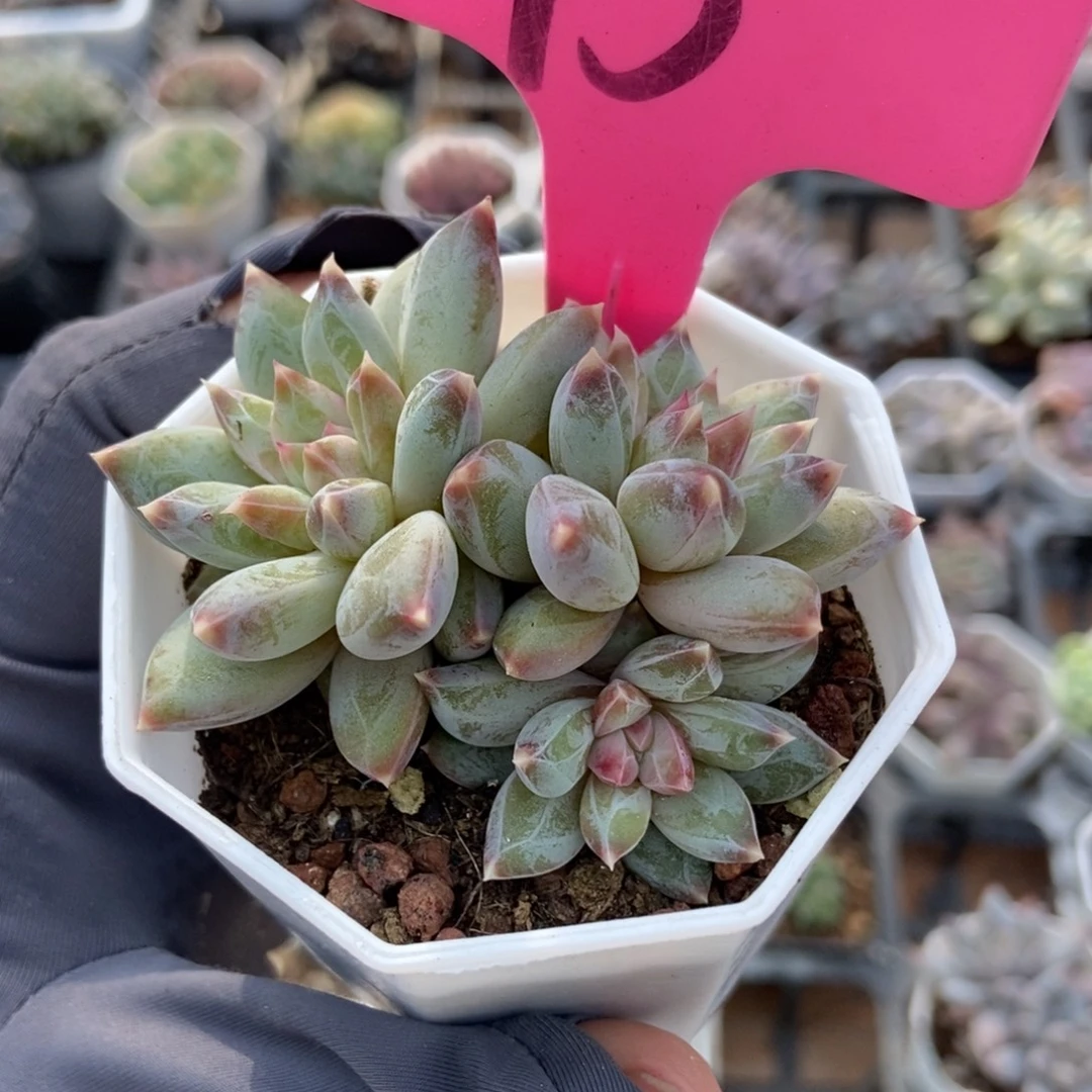 75伊丽莎白多肉植物