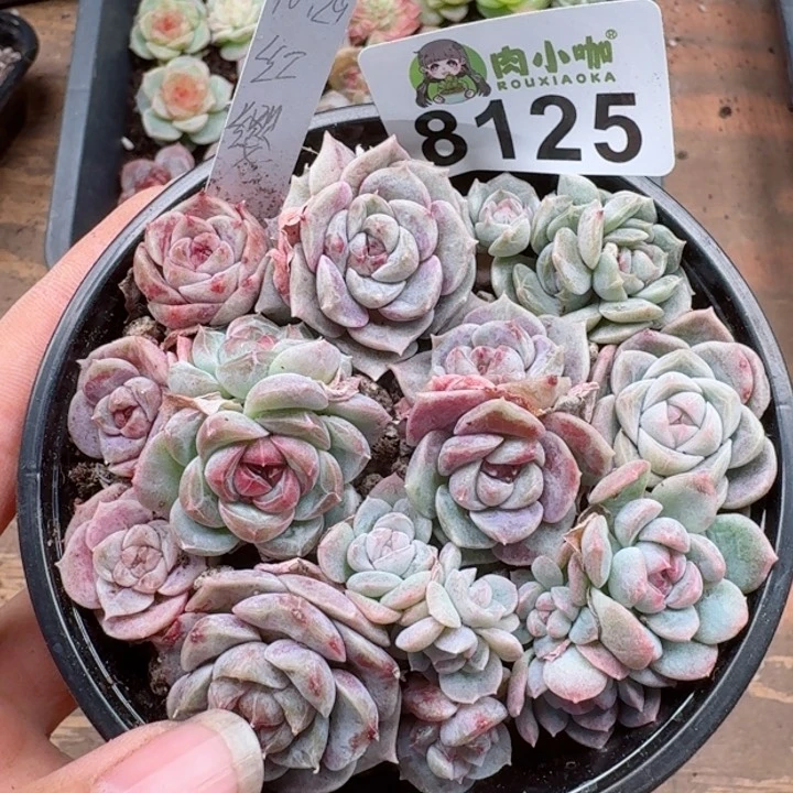 多肉植物多肉植物