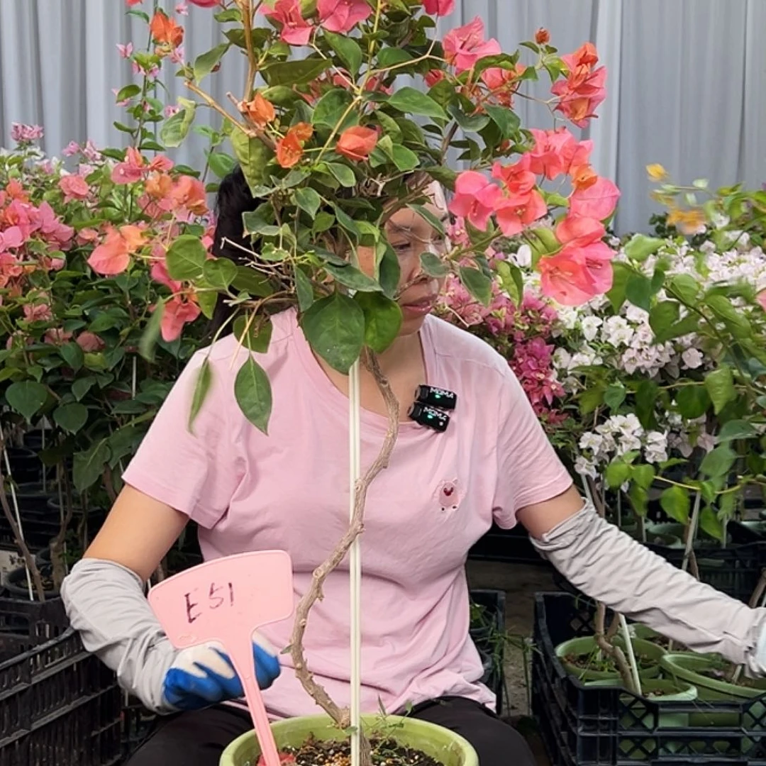 微***微大部分花苞少量开放E51暗夕