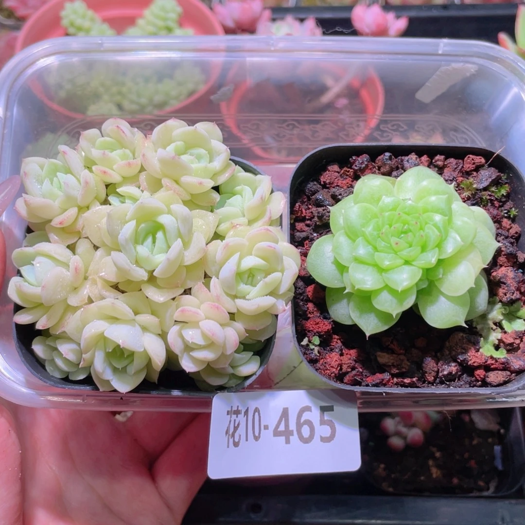 花利美10-465白天鹅➕麦秆