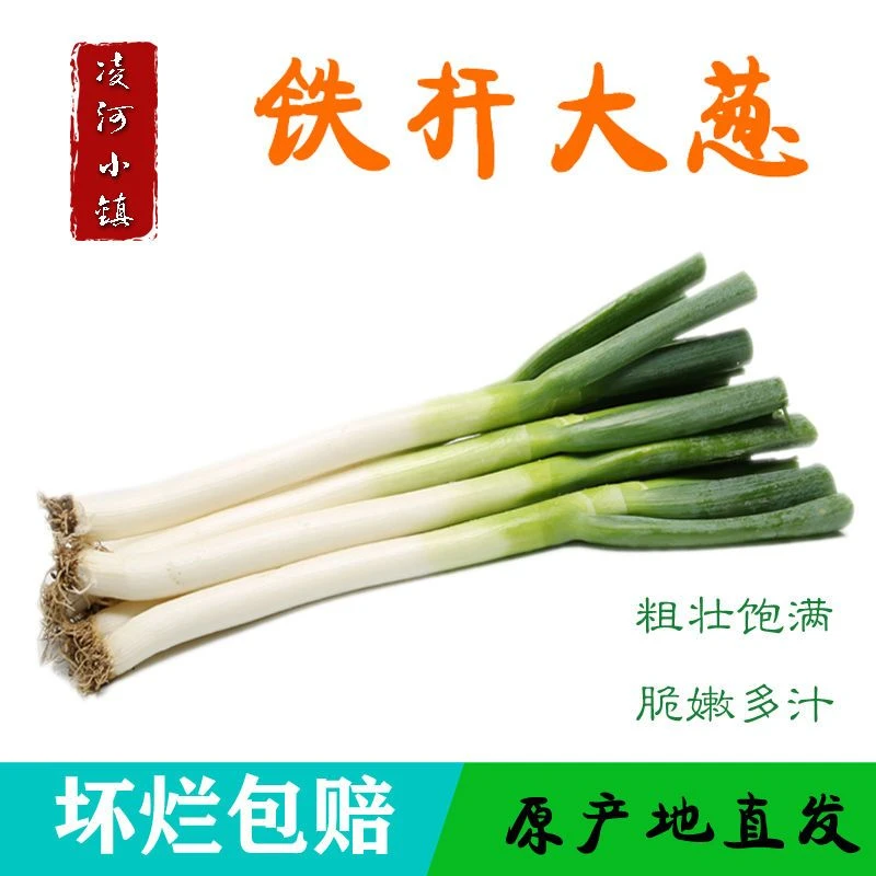 （助农专属）六斤山东铁杆新鲜大葱现挖现发