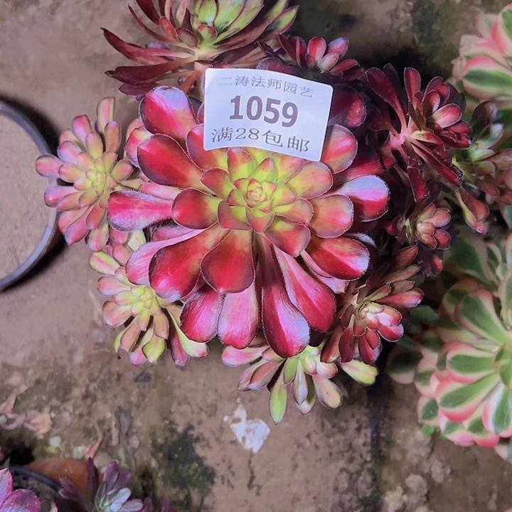 ?****?1059魅力锦多肉老桩