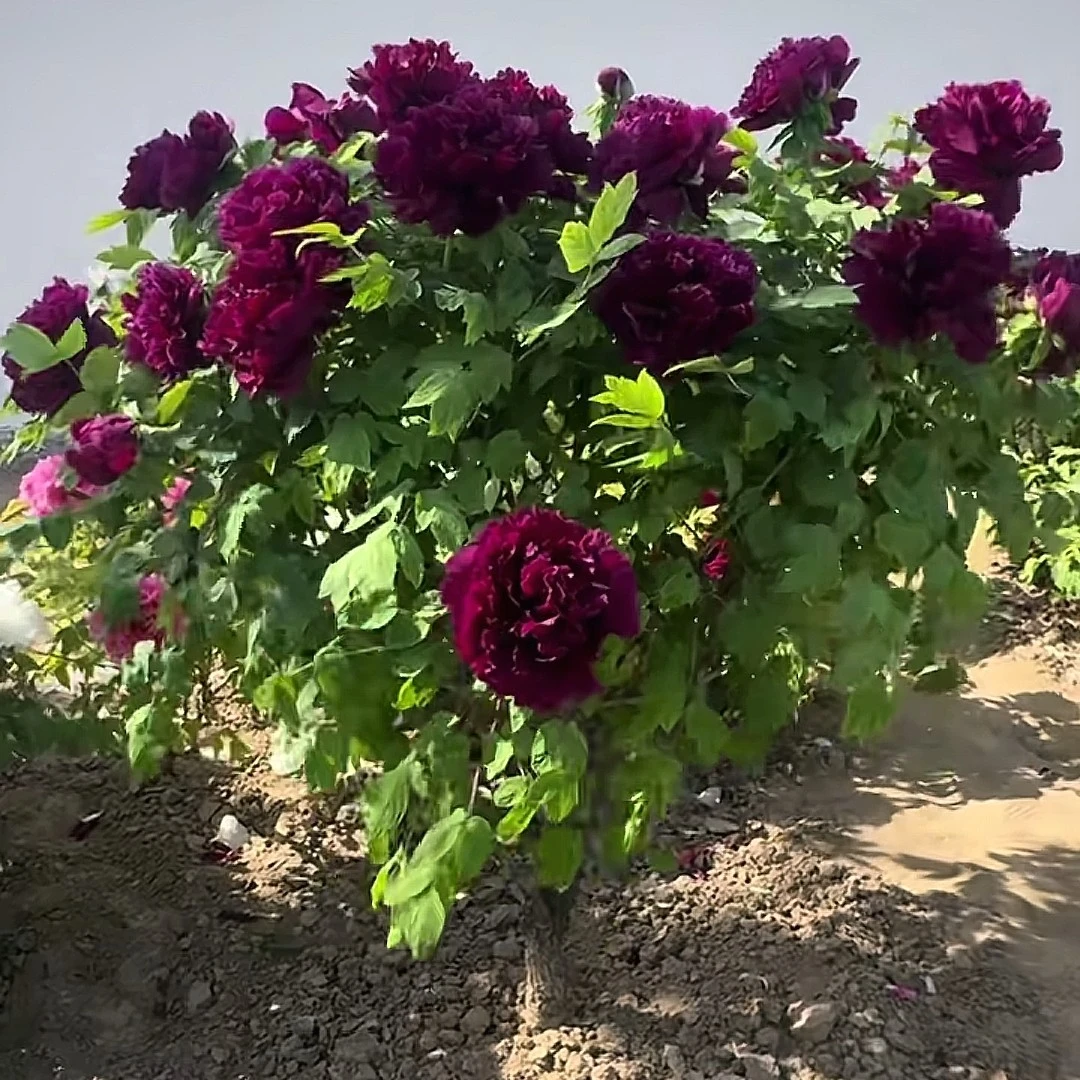 各色品种牡丹苗重瓣大花