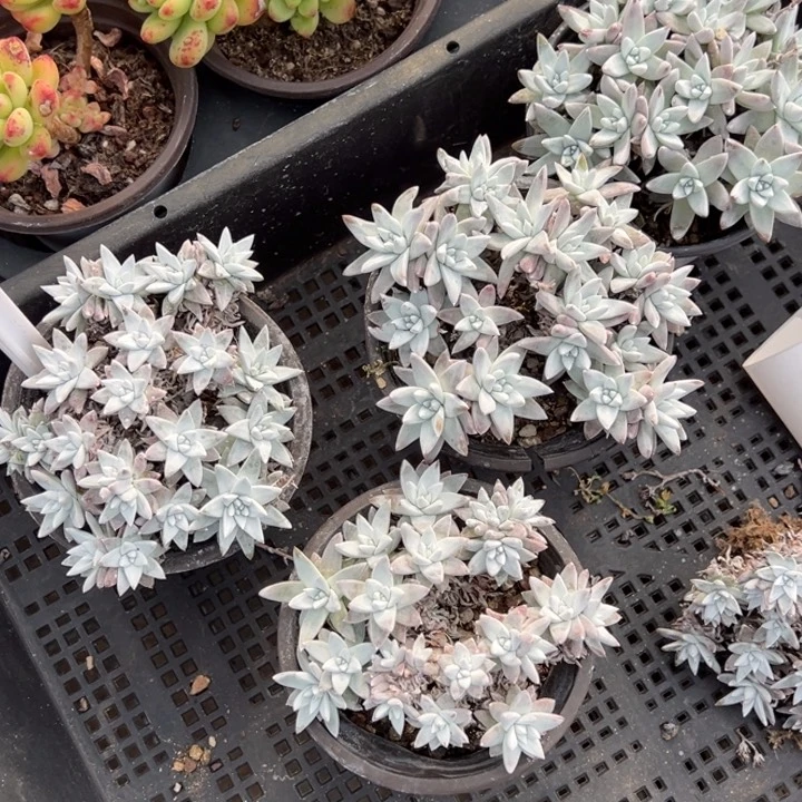 白菊有砍15头以上一颗量拍多肉满20包邮初7发