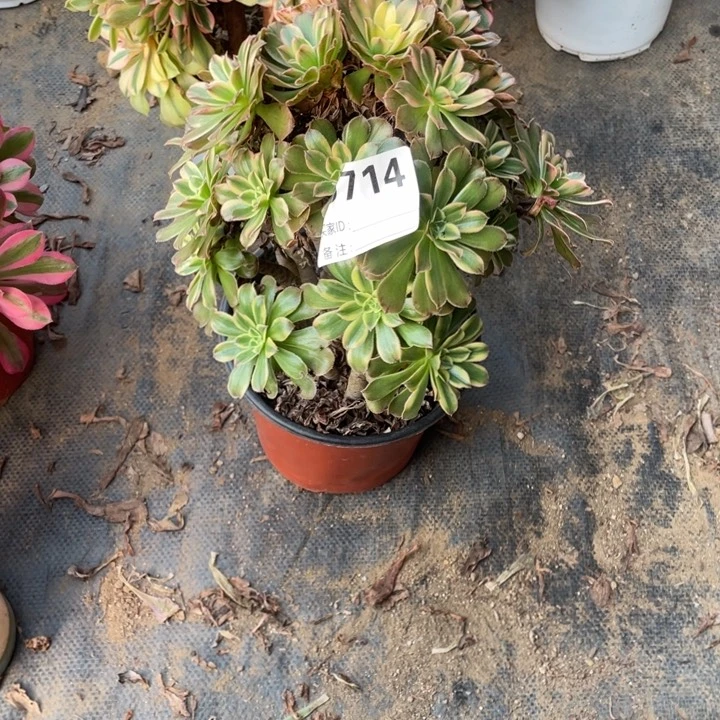 多肉燕日伞法师，掉过一个头714