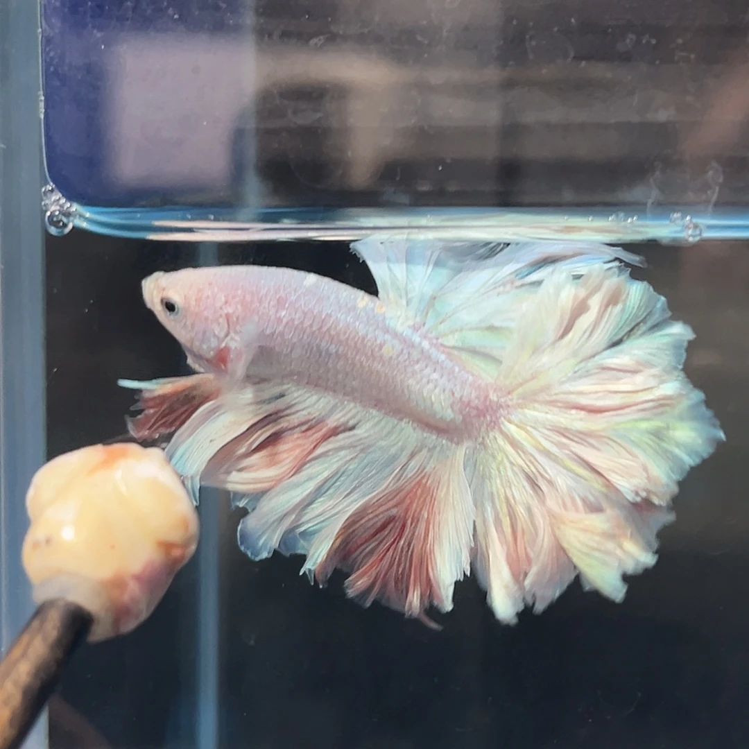 斗鱼44号特价粉色羽毛