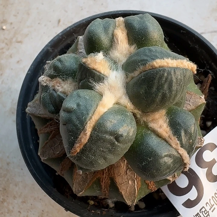 无花朵336中筋圆尤蛋蛋东六