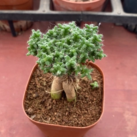 姬红小松5仙人球