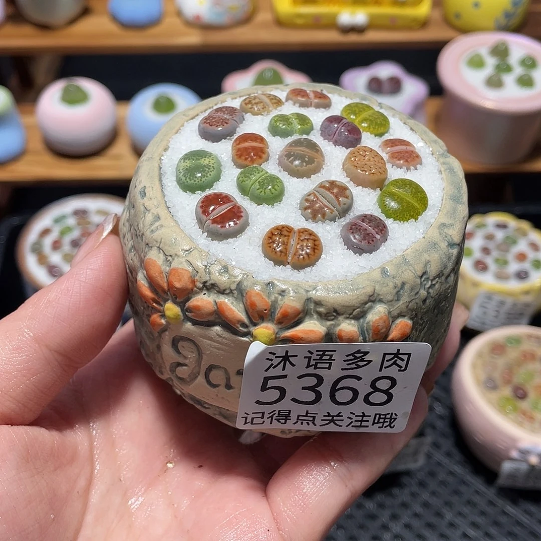 带盆土植物 一物一拍5368