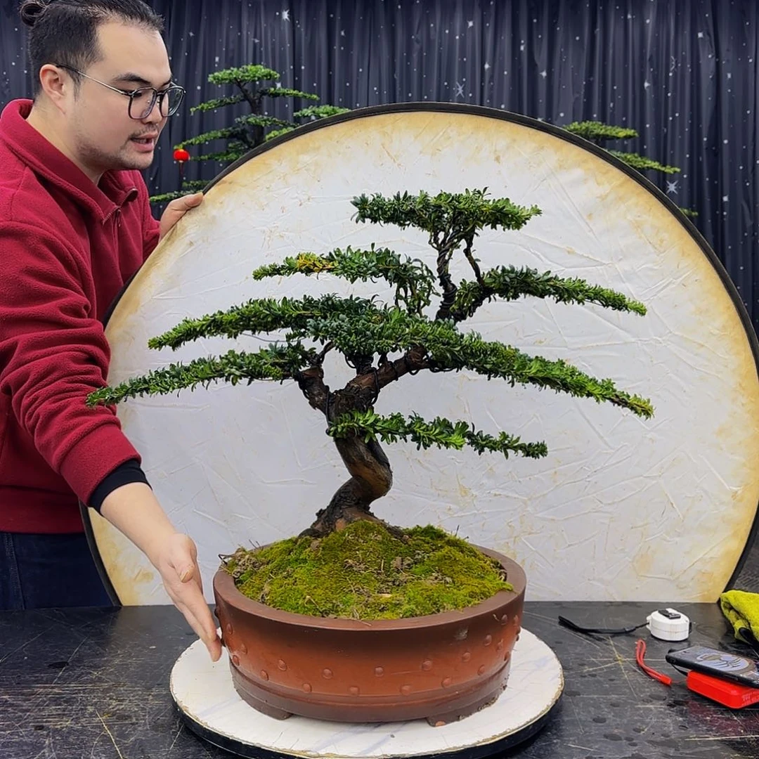 红芽罗汉松造型盆景