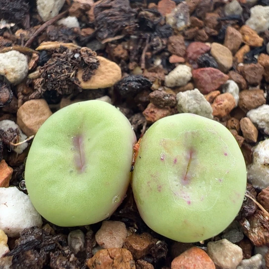 1329母本红嘴多肉植物百科