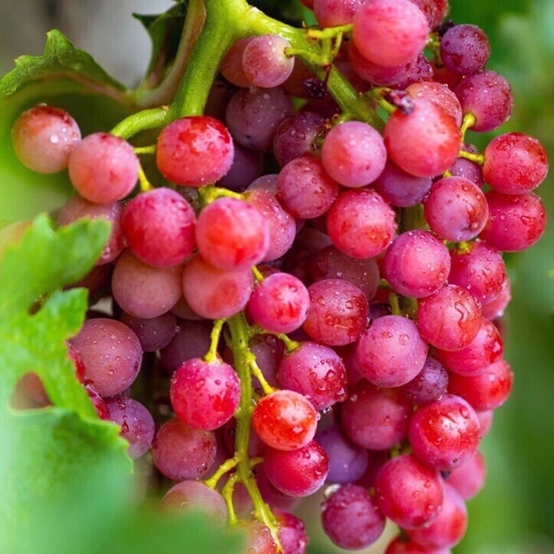 [顺丰包邮]新疆玻璃翠葡萄3.6斤整箱装脆甜无核无籽红提现摘现发