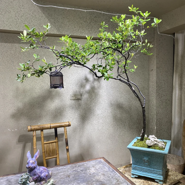 海岛春花精美绿植盆景用于室内外空间装饰