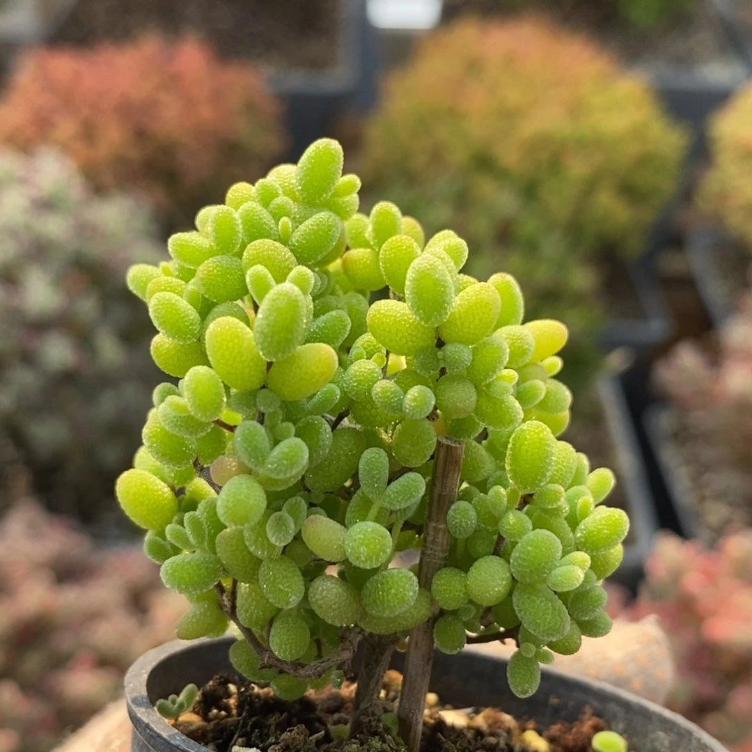 蜜橘糖球6208枝干番杏