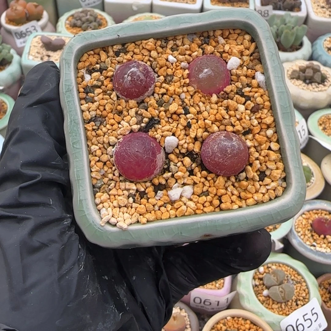 0806--一物一拍 带盆