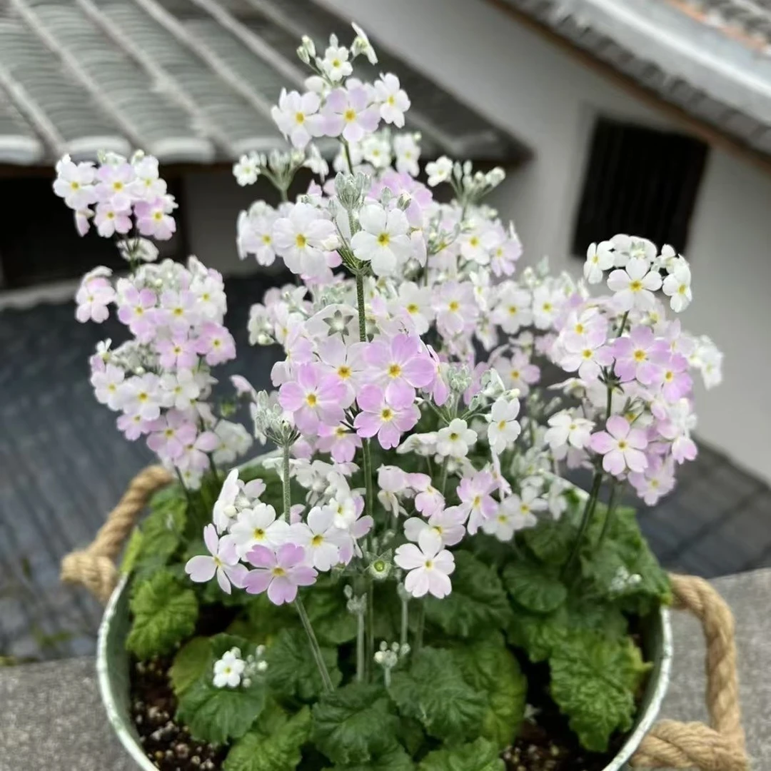 耐寒羽叶报春花盆栽冬季开花易养护阳台花卉