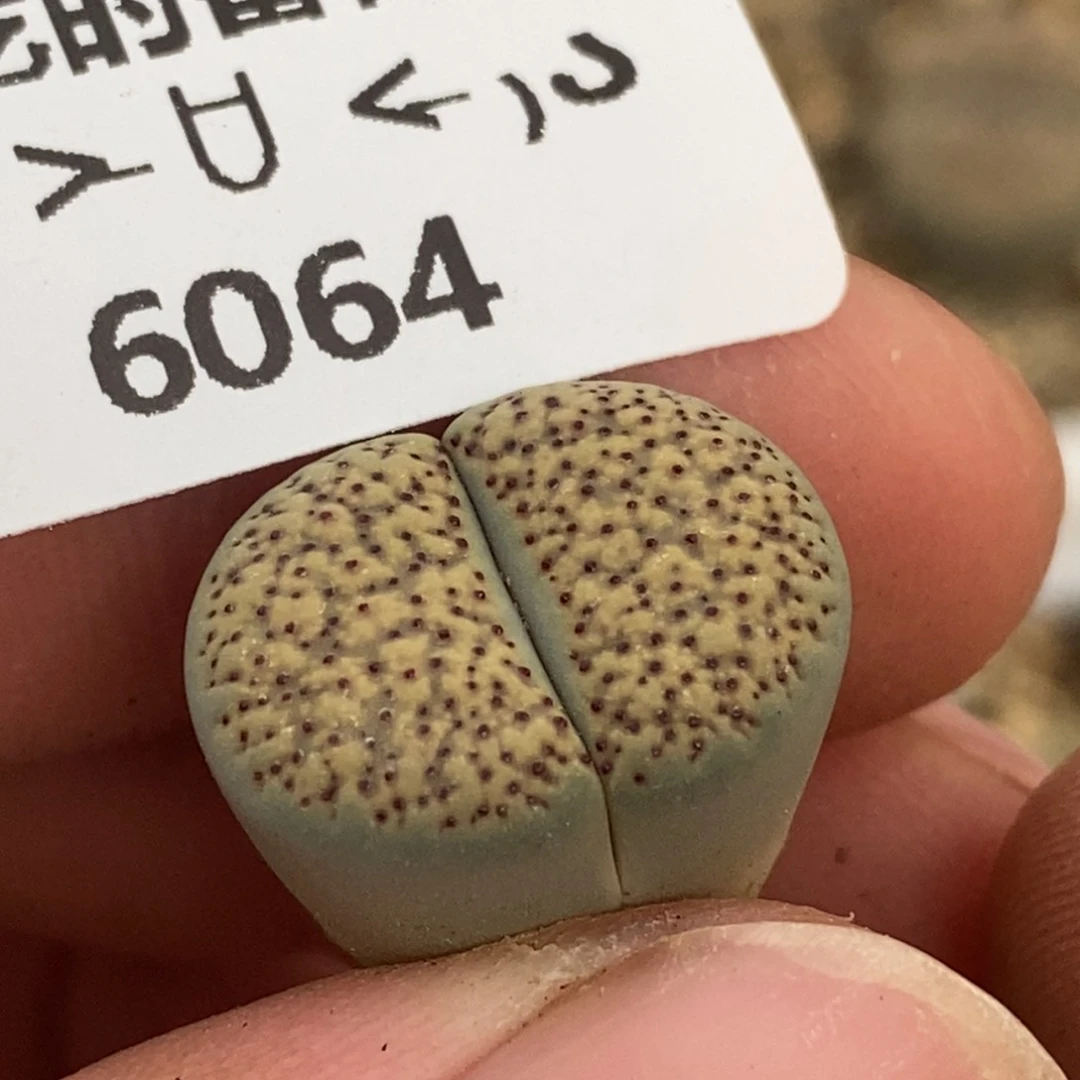 6064。18包邮.当天凑哦。新疆西藏88包邮