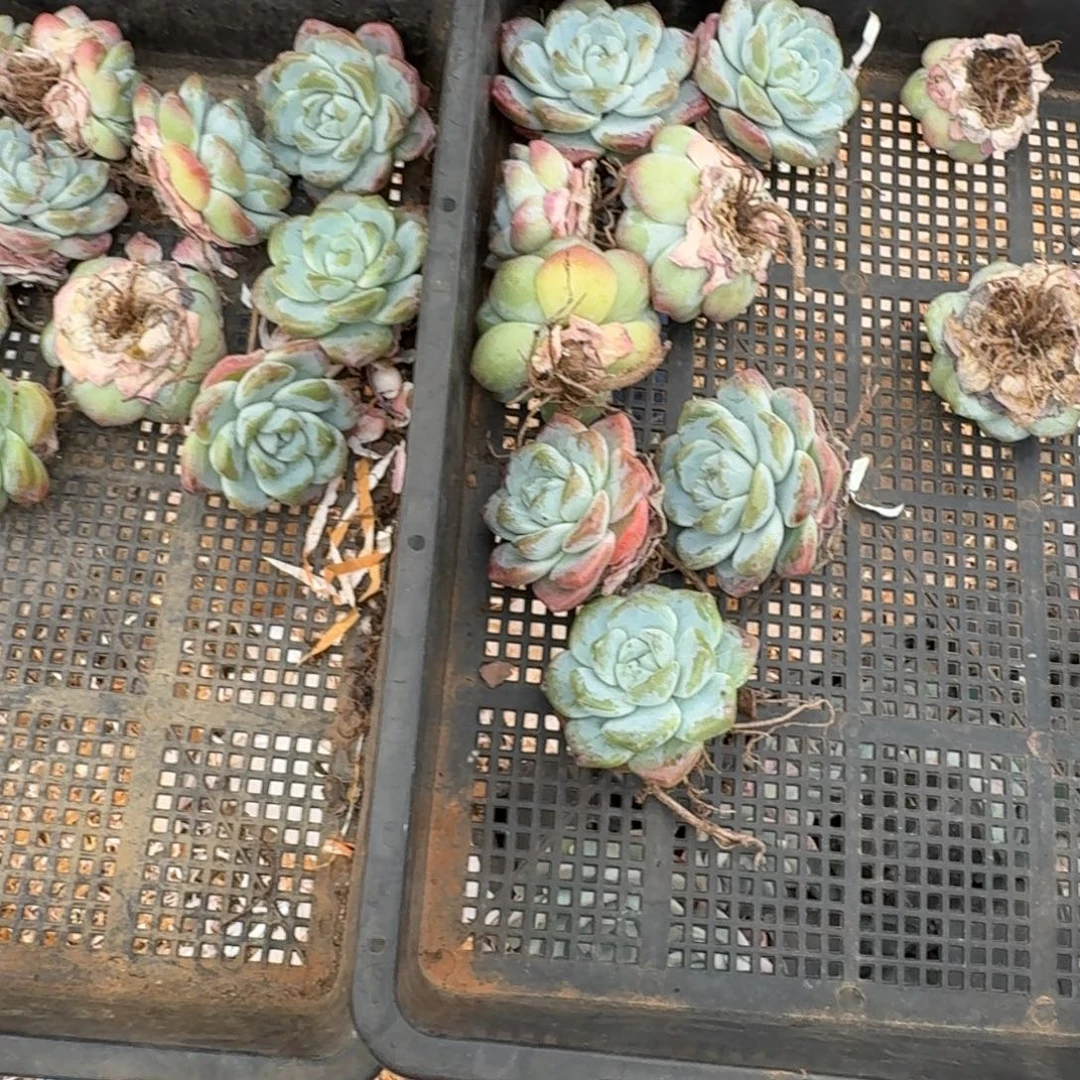 冰玉多肉植物10棵