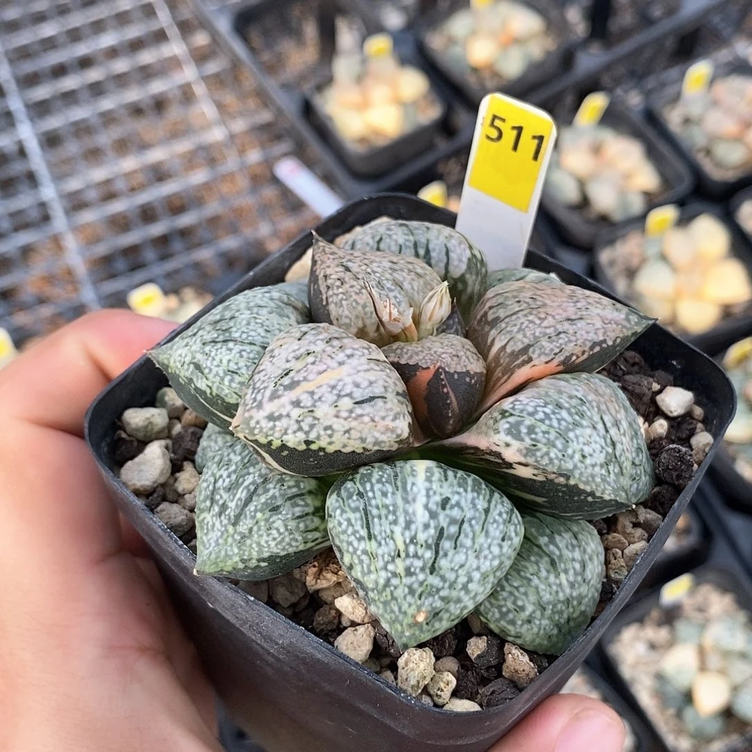 红陶511号白银锦一物一拍