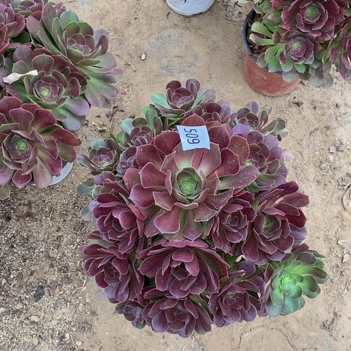 509柠檬玫瑰多肉00