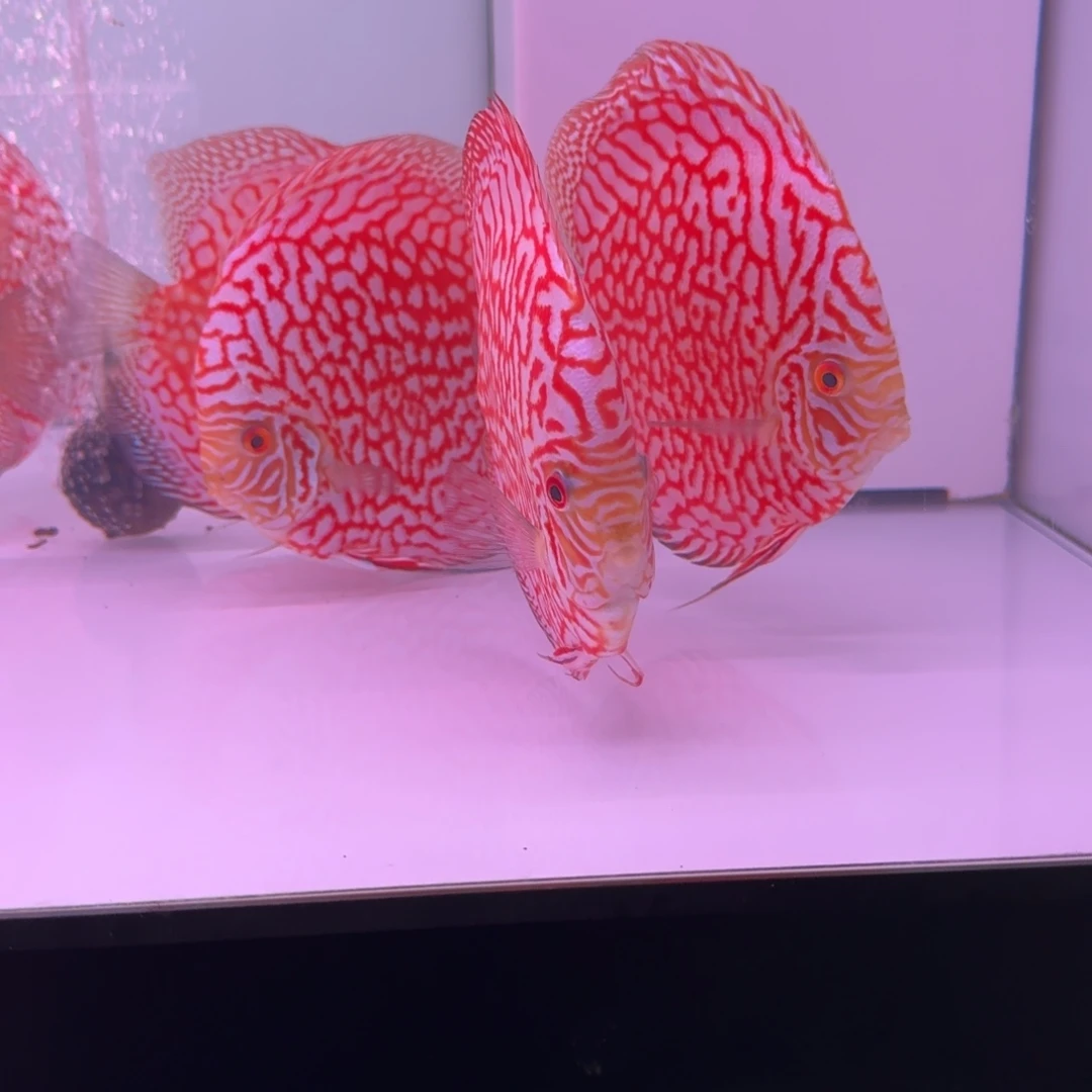 想***大七彩神仙鱼迷彩福好短七彩鸽子