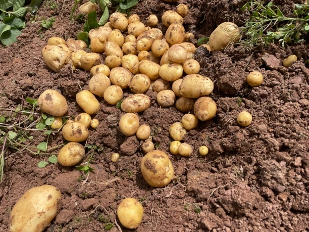 重庆农村露天种植洋芋